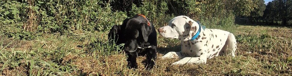 Snüffelsnuut – Hundeerziehung – Alessandra Seifert